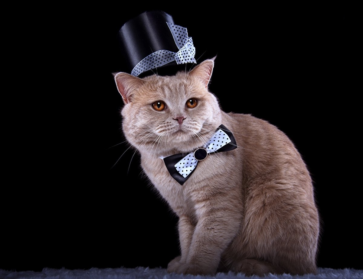 Нарядные котики