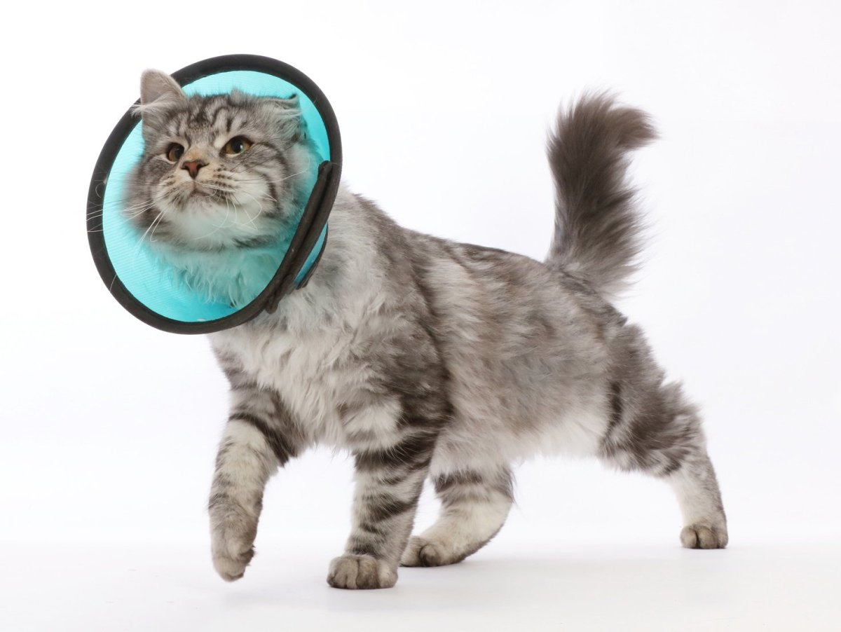 Защитный ошейник для кошек после операции