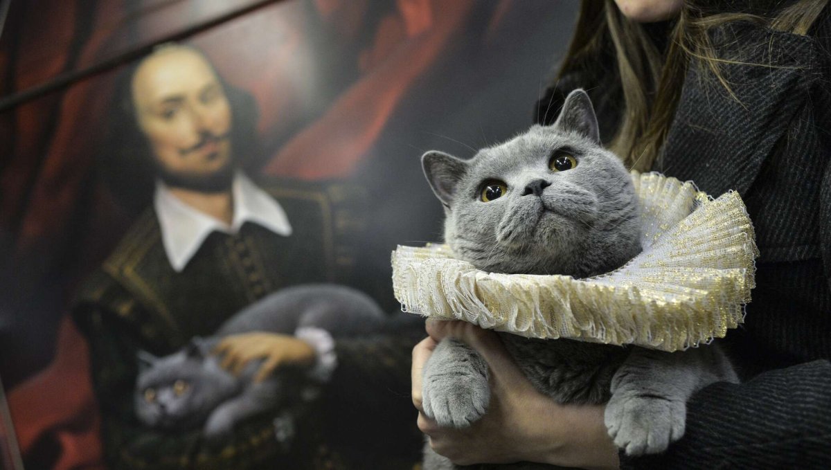 Котик в жабо