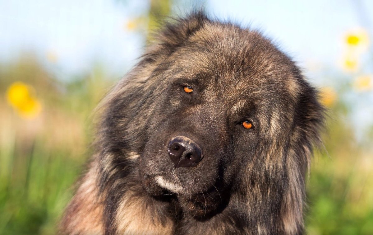 Волкодав собака кавказский