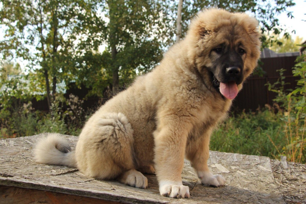 Кавказский Гампр