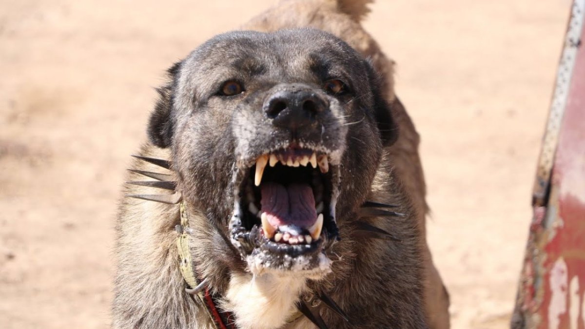 Северокавказская овчарка