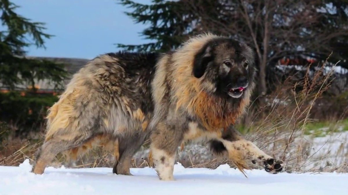 Аборигенный кавказский волкодав