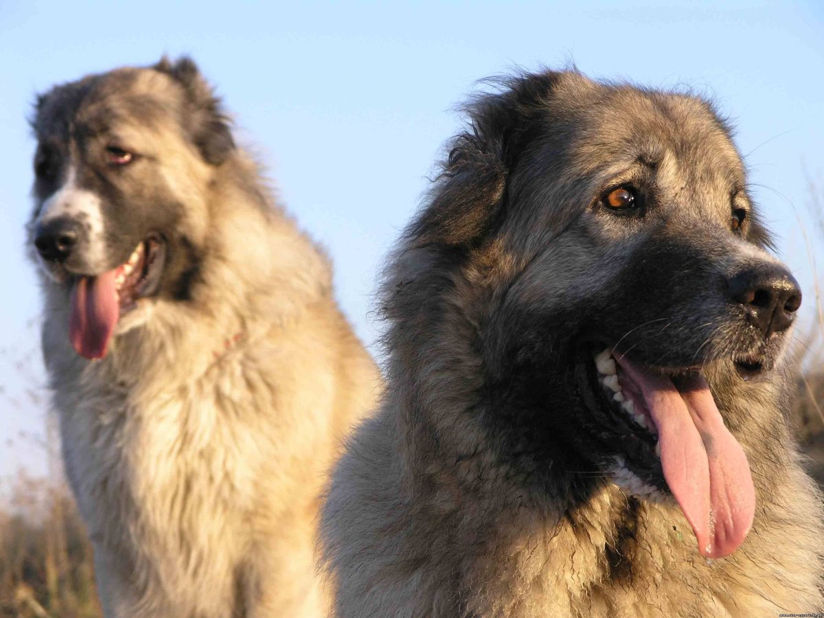 Нагази Грузинская Горная сторожевая