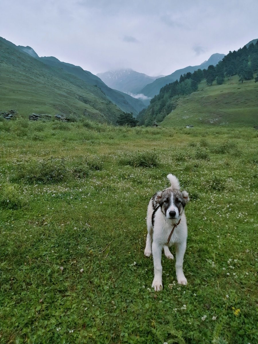 Ирландский волкодав палевый