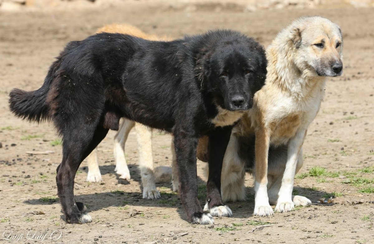 Хранитель гор питомник кавказских волкодавов