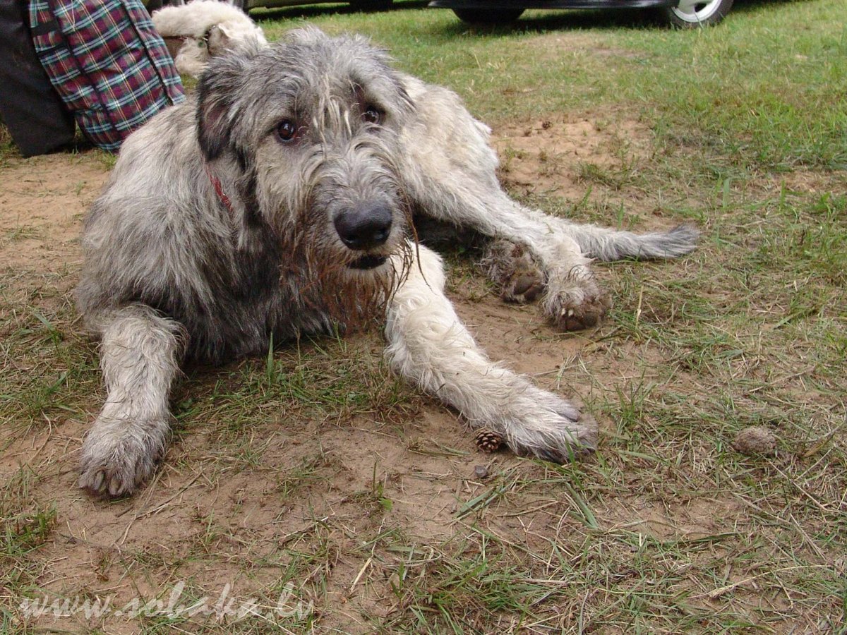 Кавказская овчарка большая с человеком
