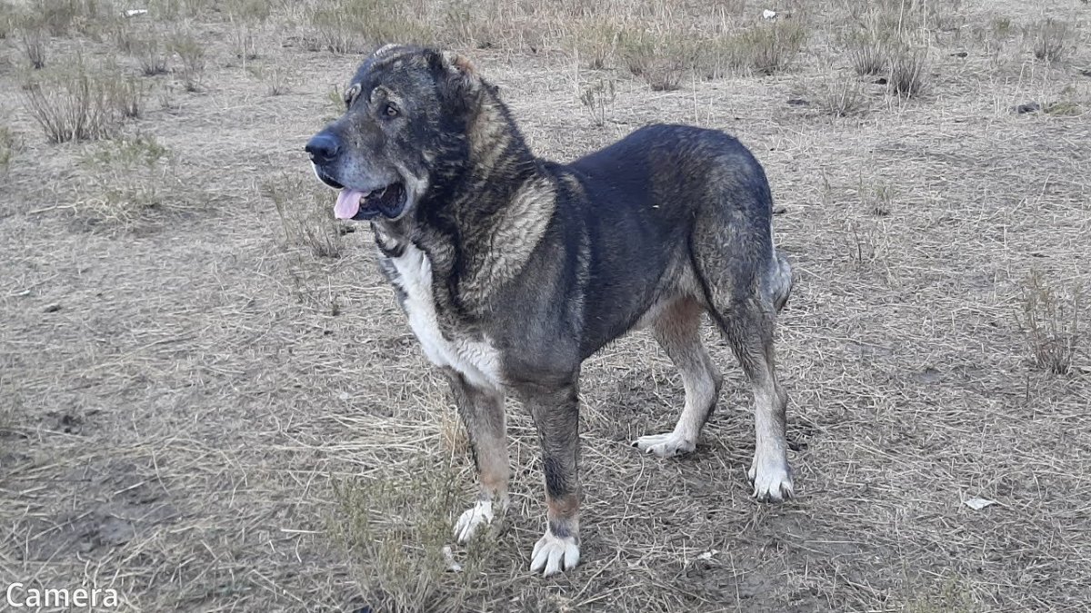 Кавказская овчарка 120 кг