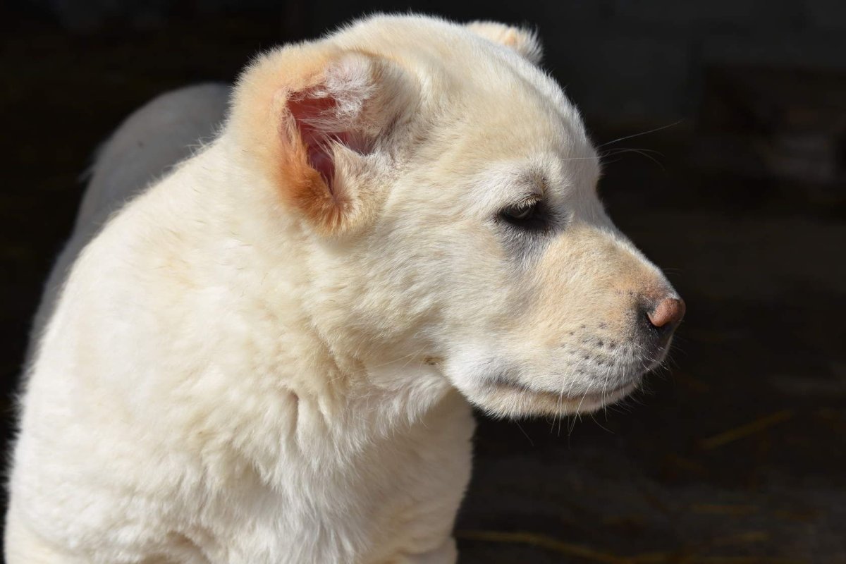Волкодав против алабая