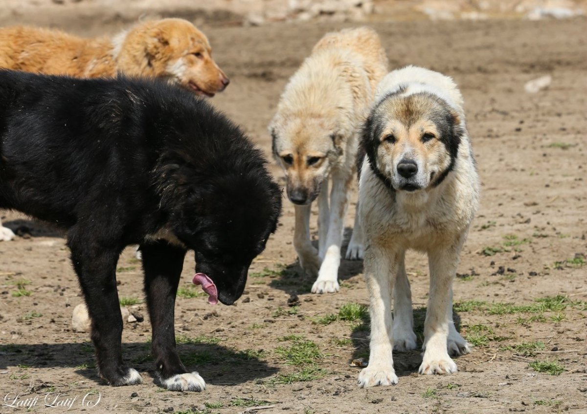 Кавказец медвежьего типа
