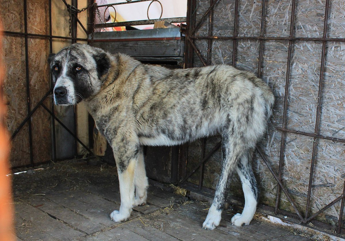 Кавказский волкодав кангал