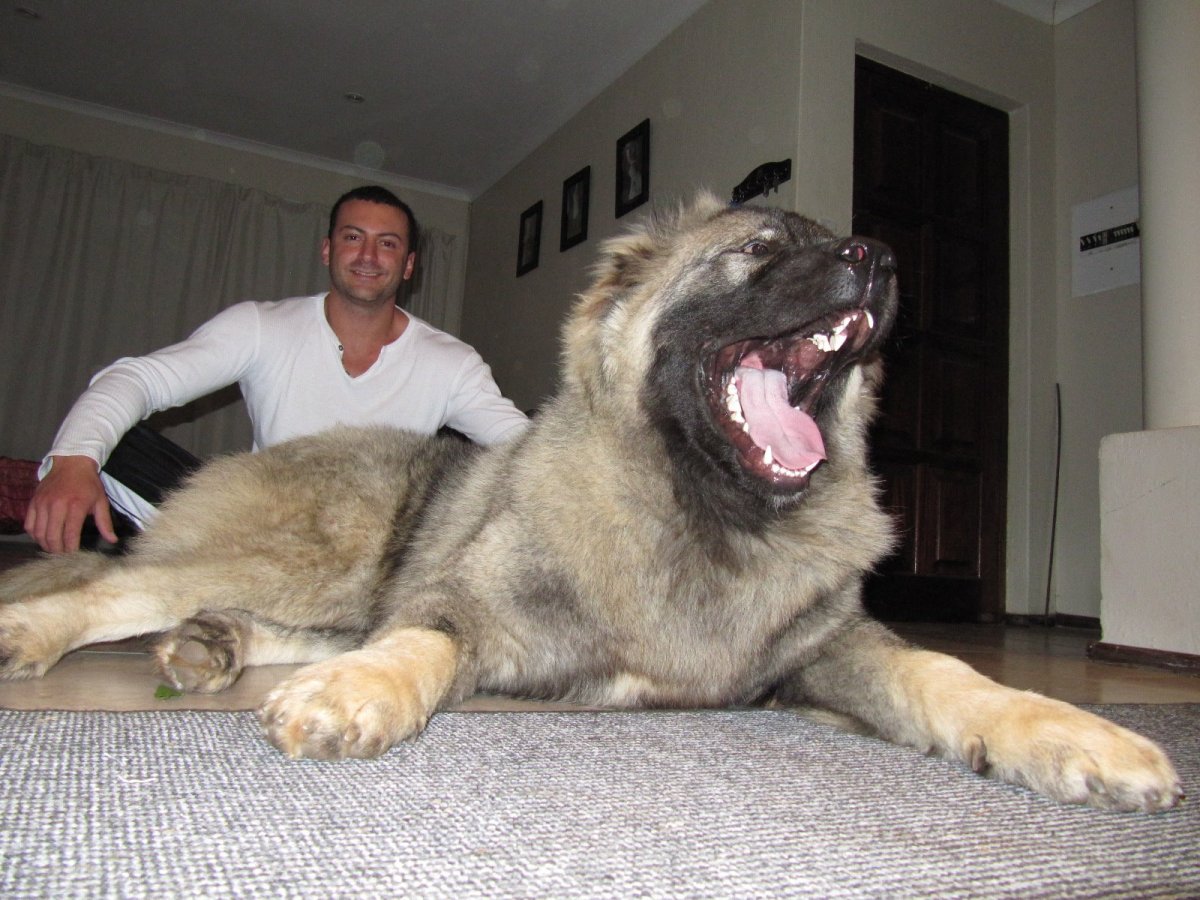 Кавказская сторожевая овчарка