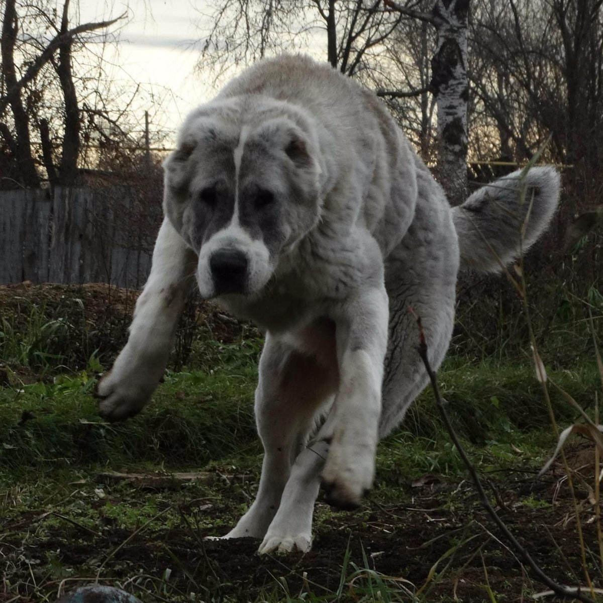 Кавказская овчарка