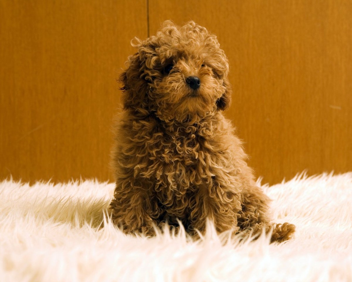 Маленькие собаки с кудрявой шерстью