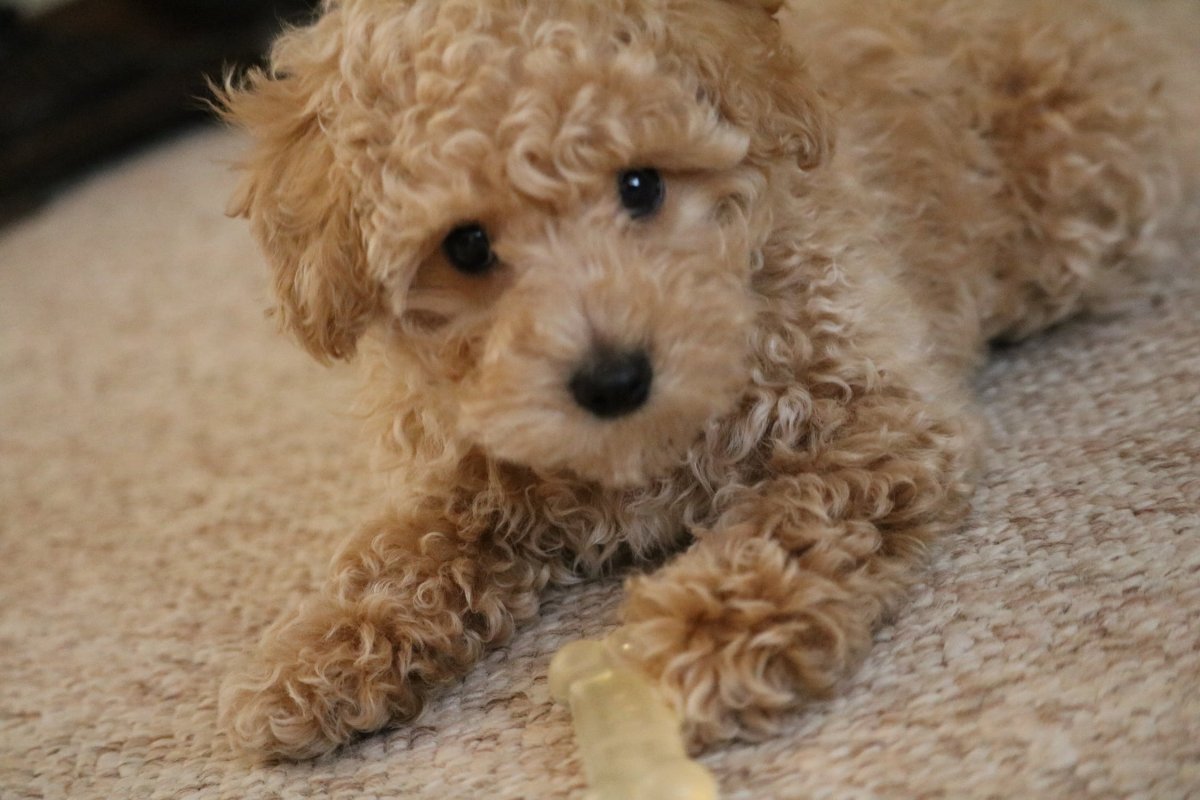 Той пудель мальтипу