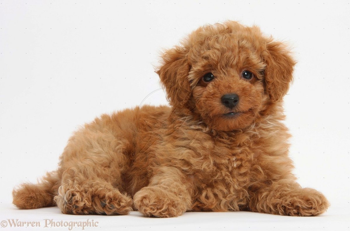 Toy Poodle
