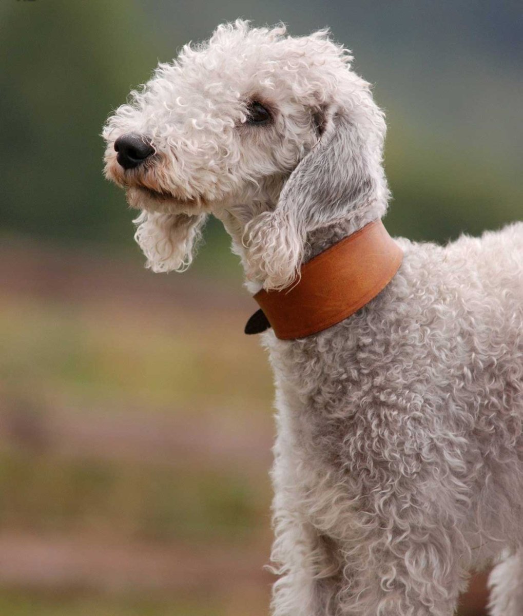 Порода Бедлингтон терьер