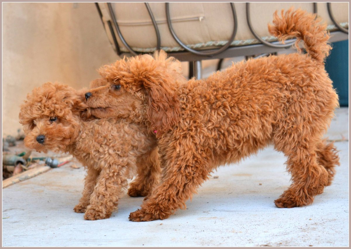 Карликовый пудель рыжий