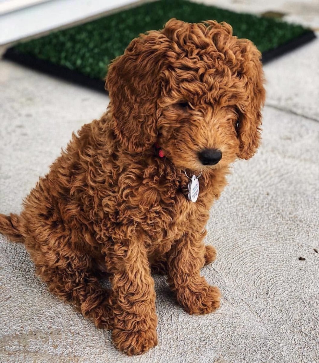 Спаниель лабрадудель