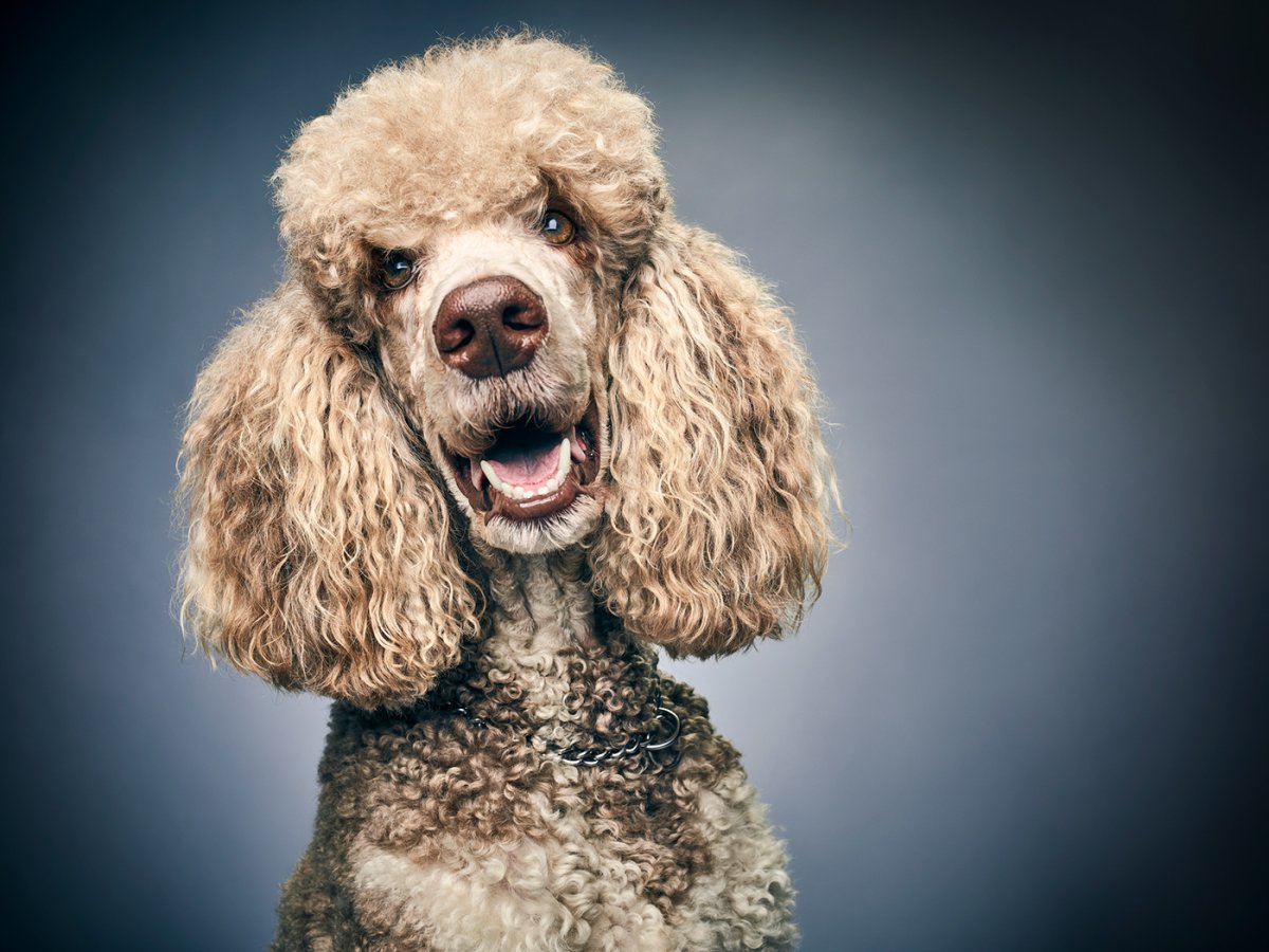 Королевский пудель морда