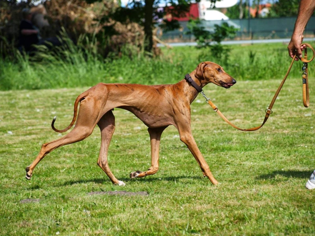 Порода борзых Азавак