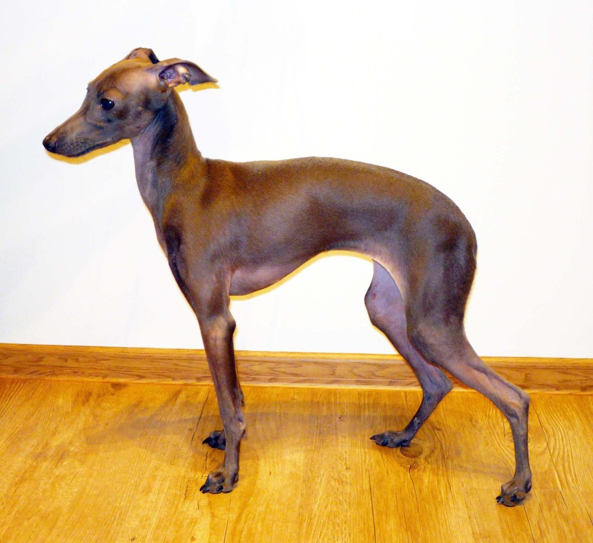 Борзая Эрис собака