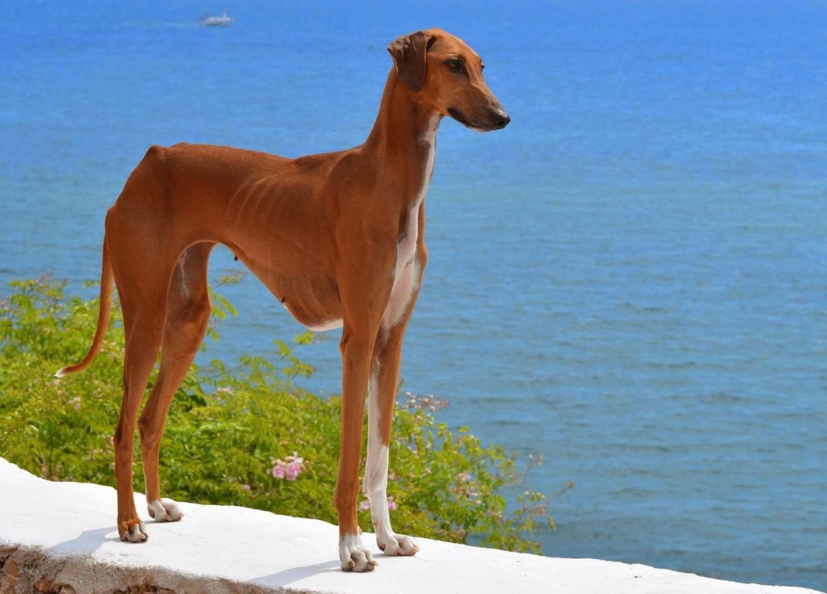 Азавак Левретка