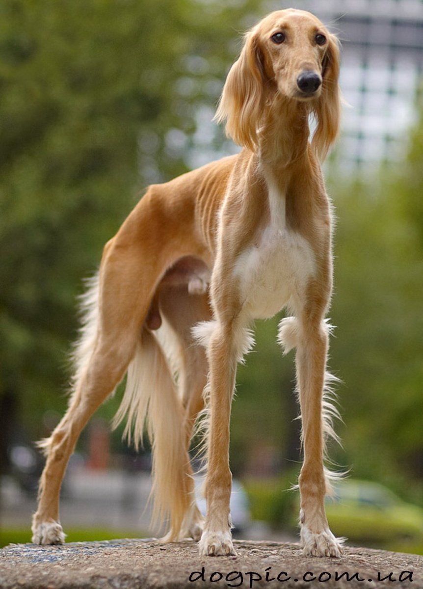 Азавак Левретка черная