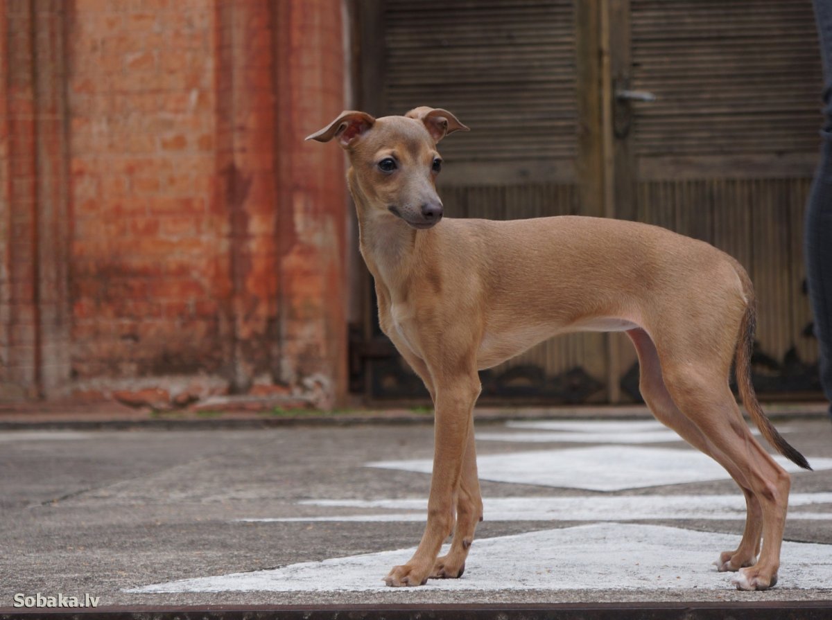 Азавак Африканская борзая