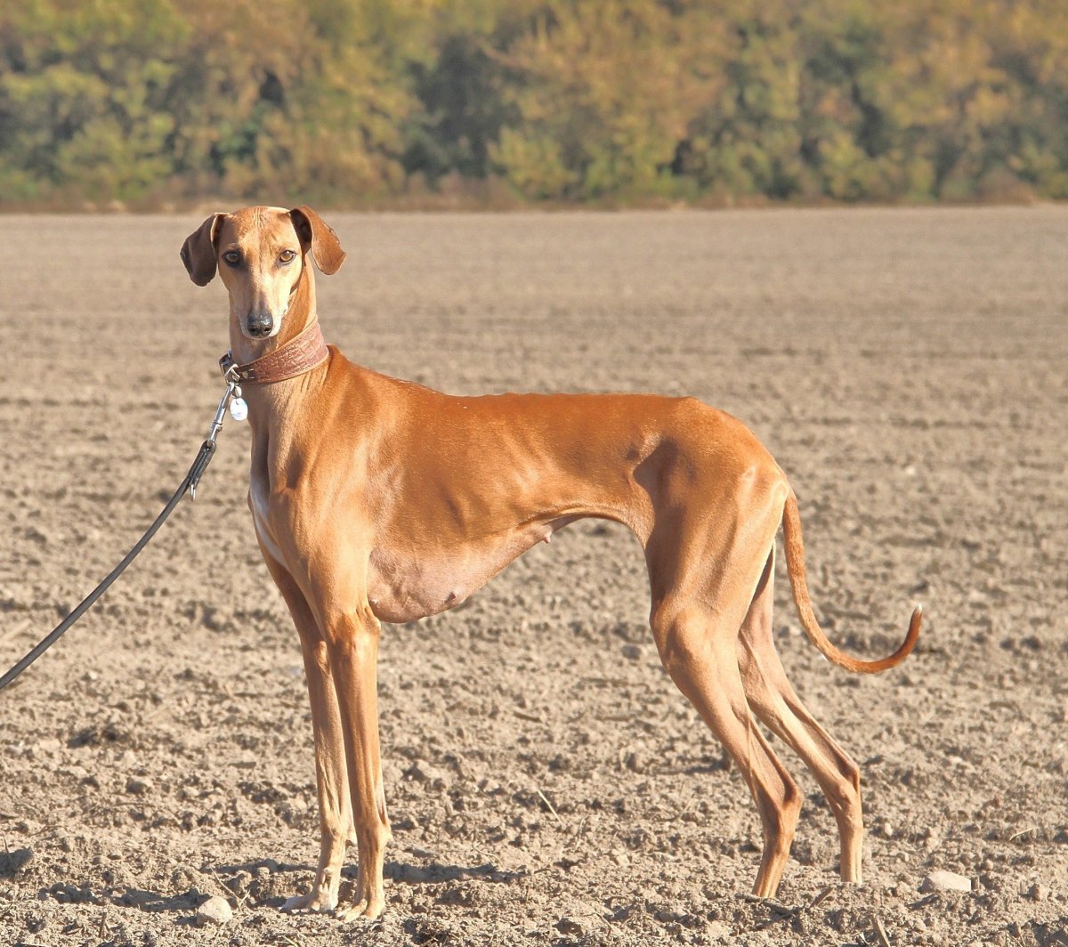 Азавак порода