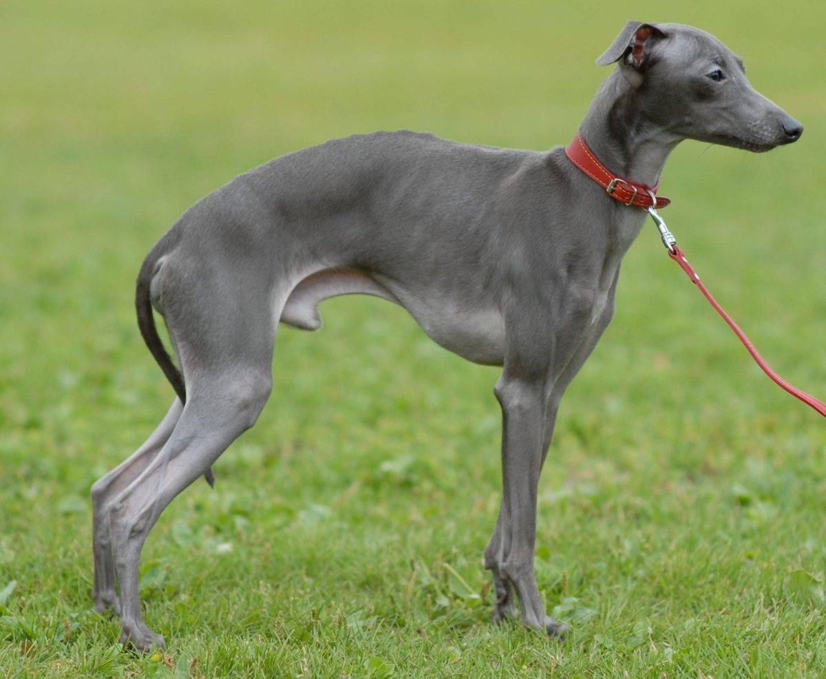 Азавак Левретка