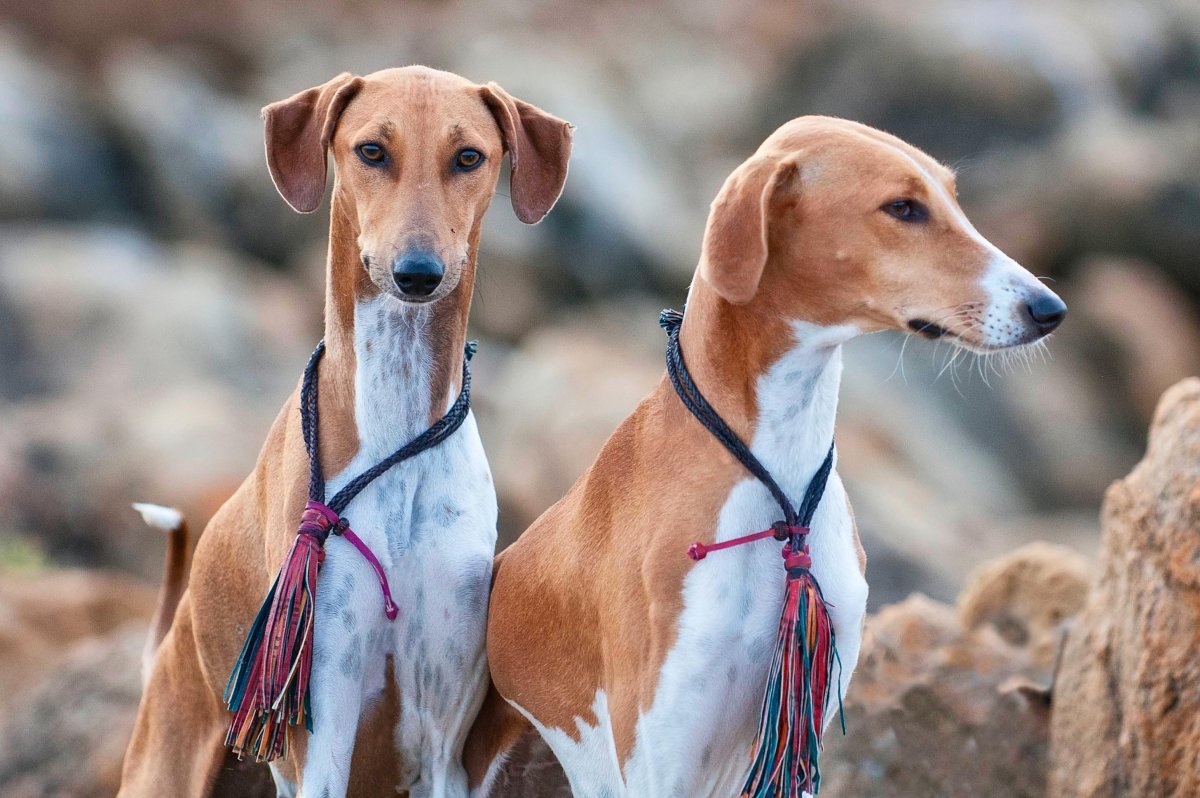 Самая худая собака в мире