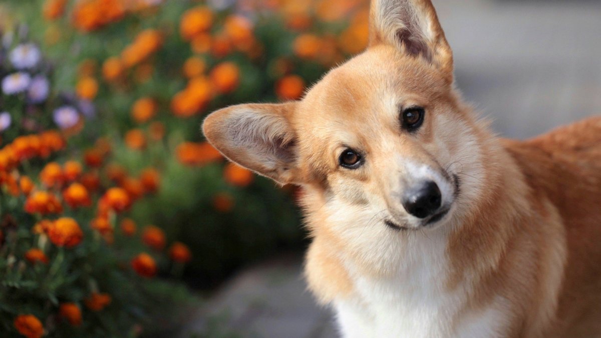 Вельш корги пемброк