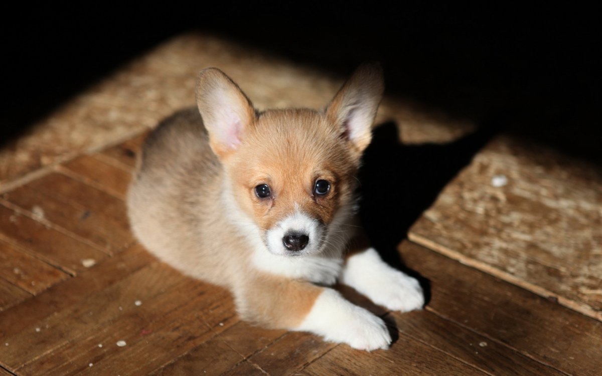 Маленькая рыжая собачка