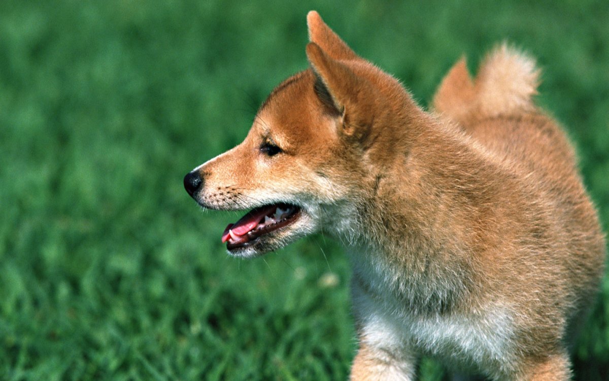 Сиба ину черный подпалый