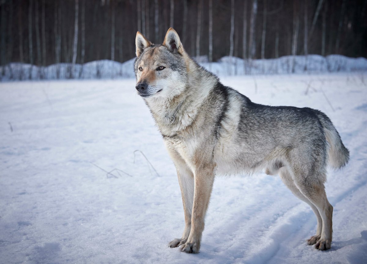 Кавказская овчарка волкодав