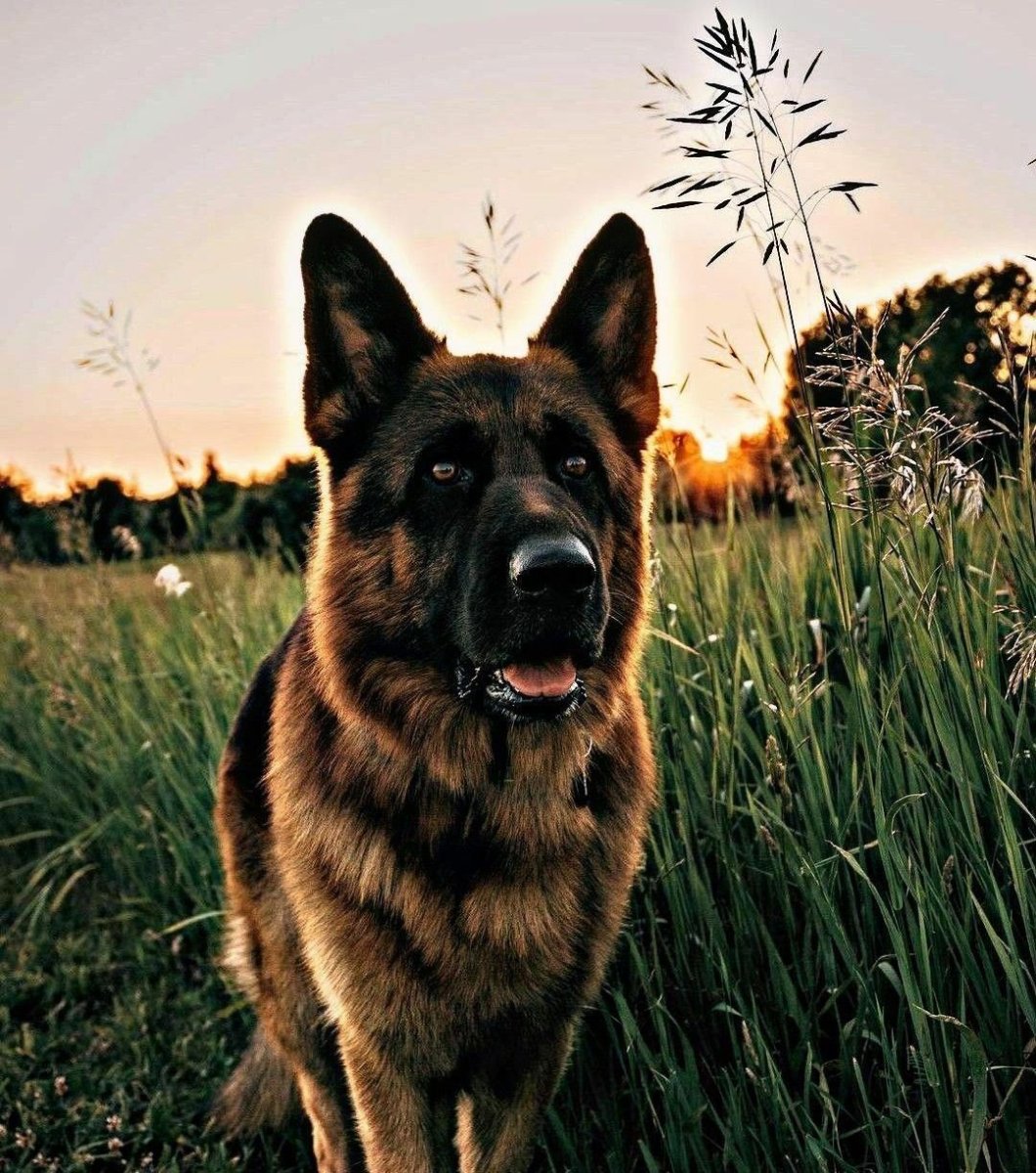 Турецкий алабай кангал