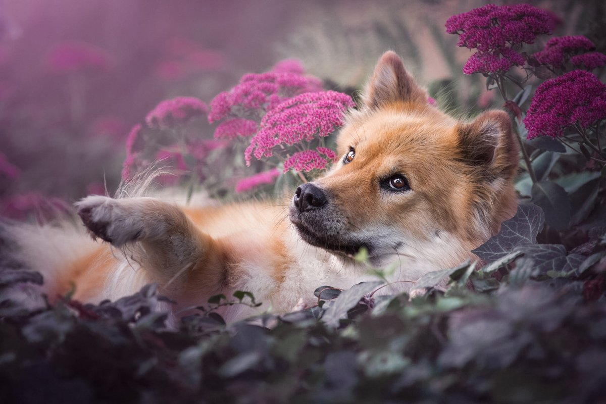 Картинки собачники красивые