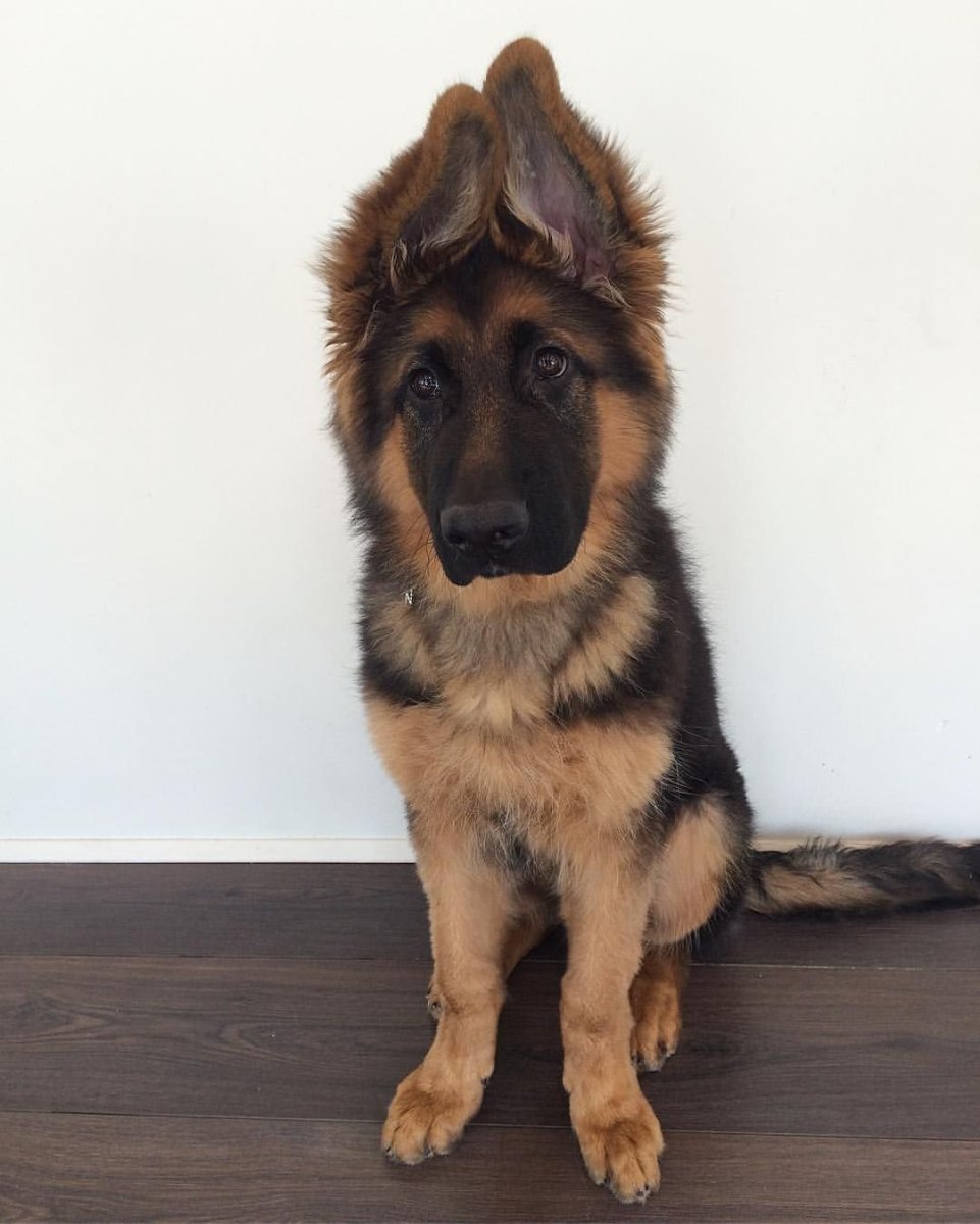 Ирландский волкодав