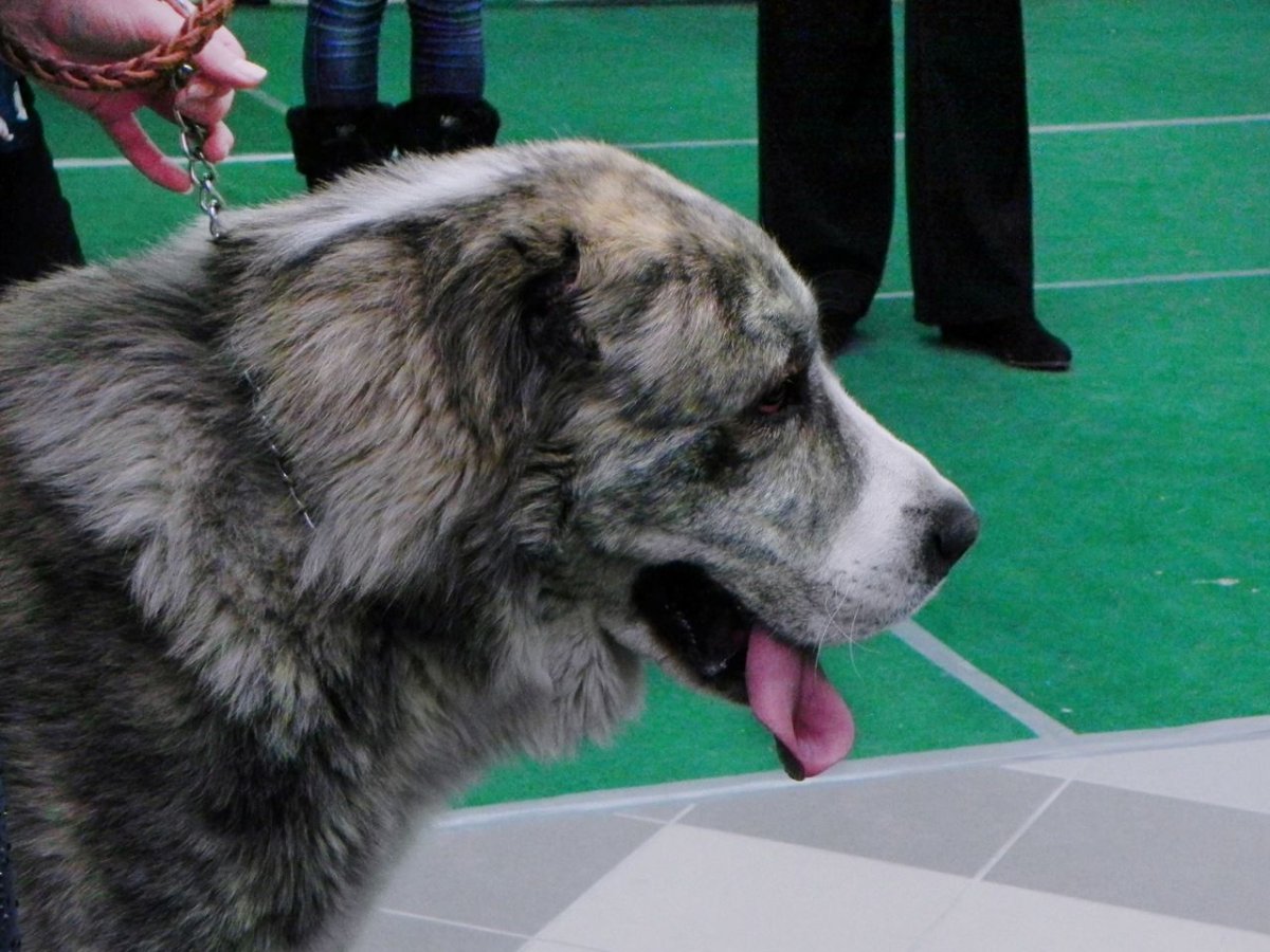 Чёрный волкодавы алабай