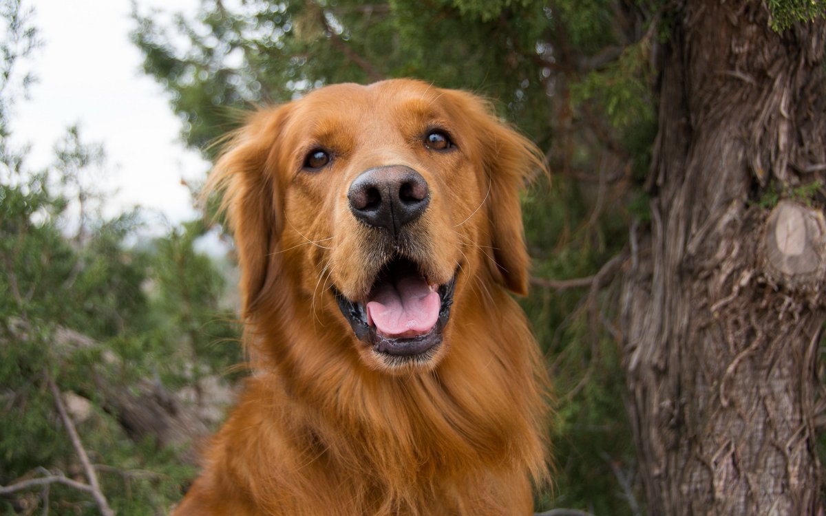Золотистый ретривер темно рыжий