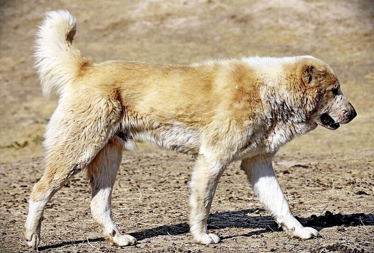 Армянский алабай Гампр