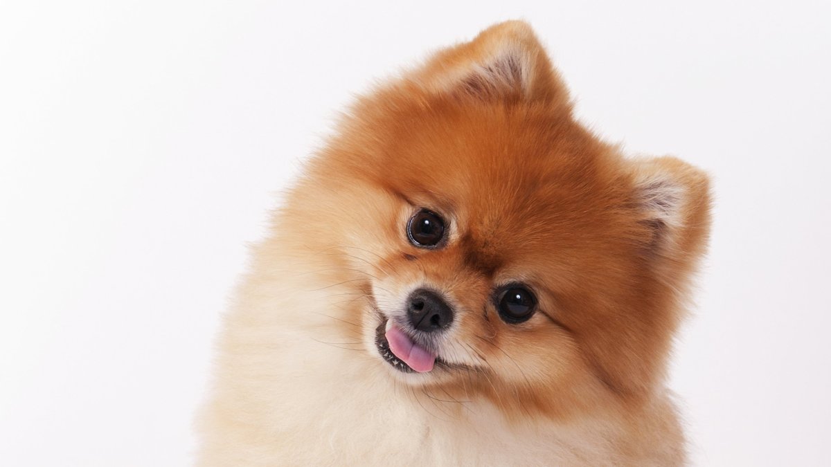 Шпиц терьер короткошерстный