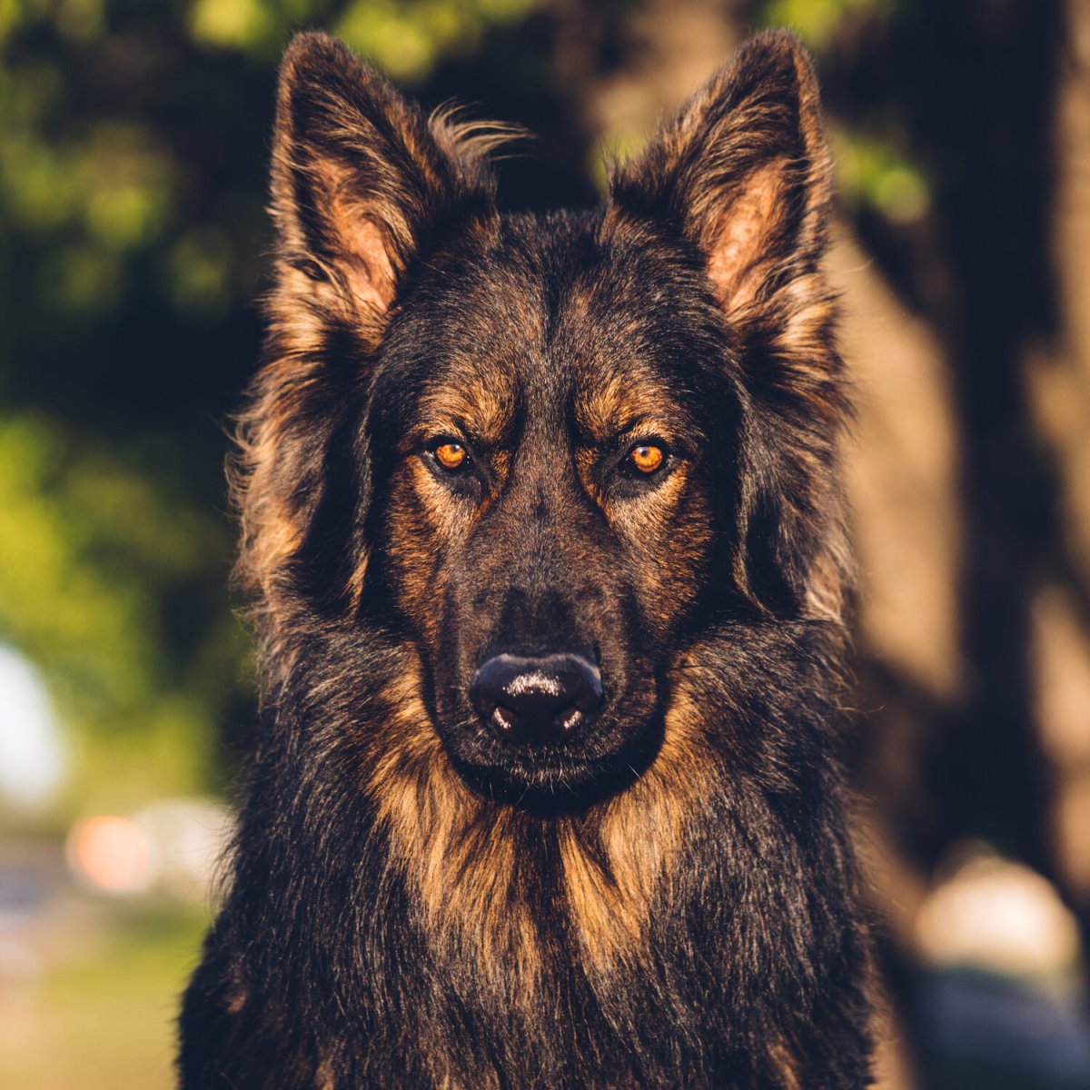 Ирландский волкодав и овчарка