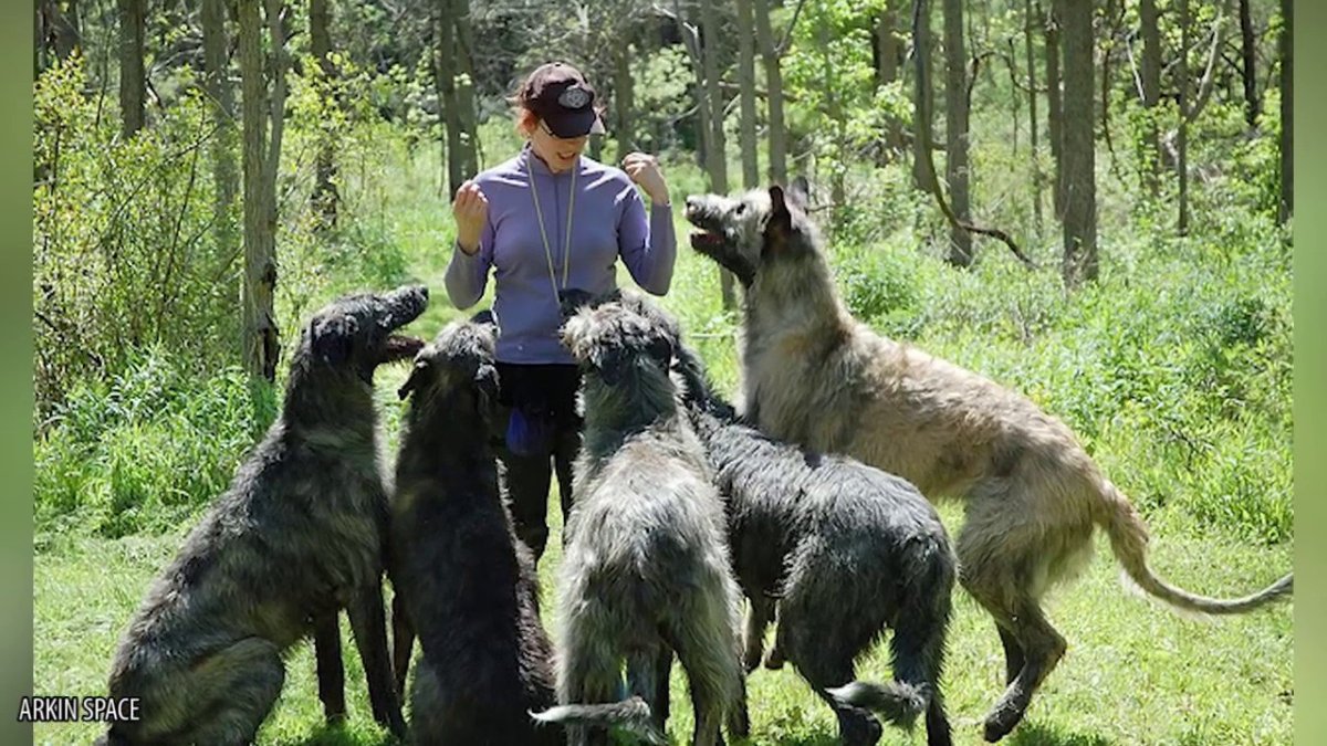 Ирландский волкодав