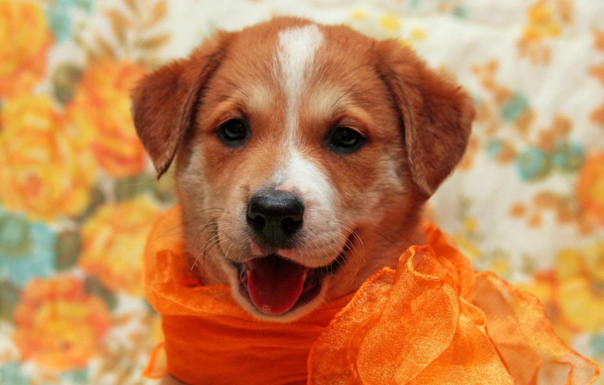 Рыжий щенок