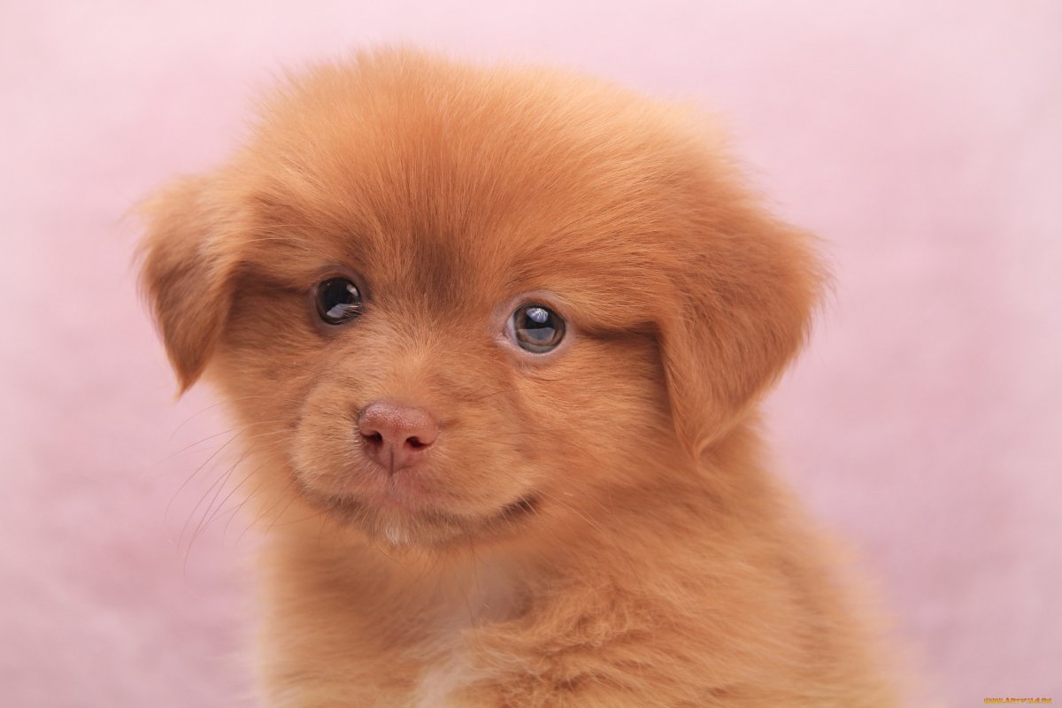 Милые собачки