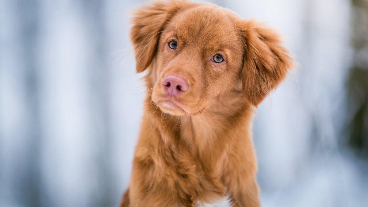 Новошотландский ретривер инди