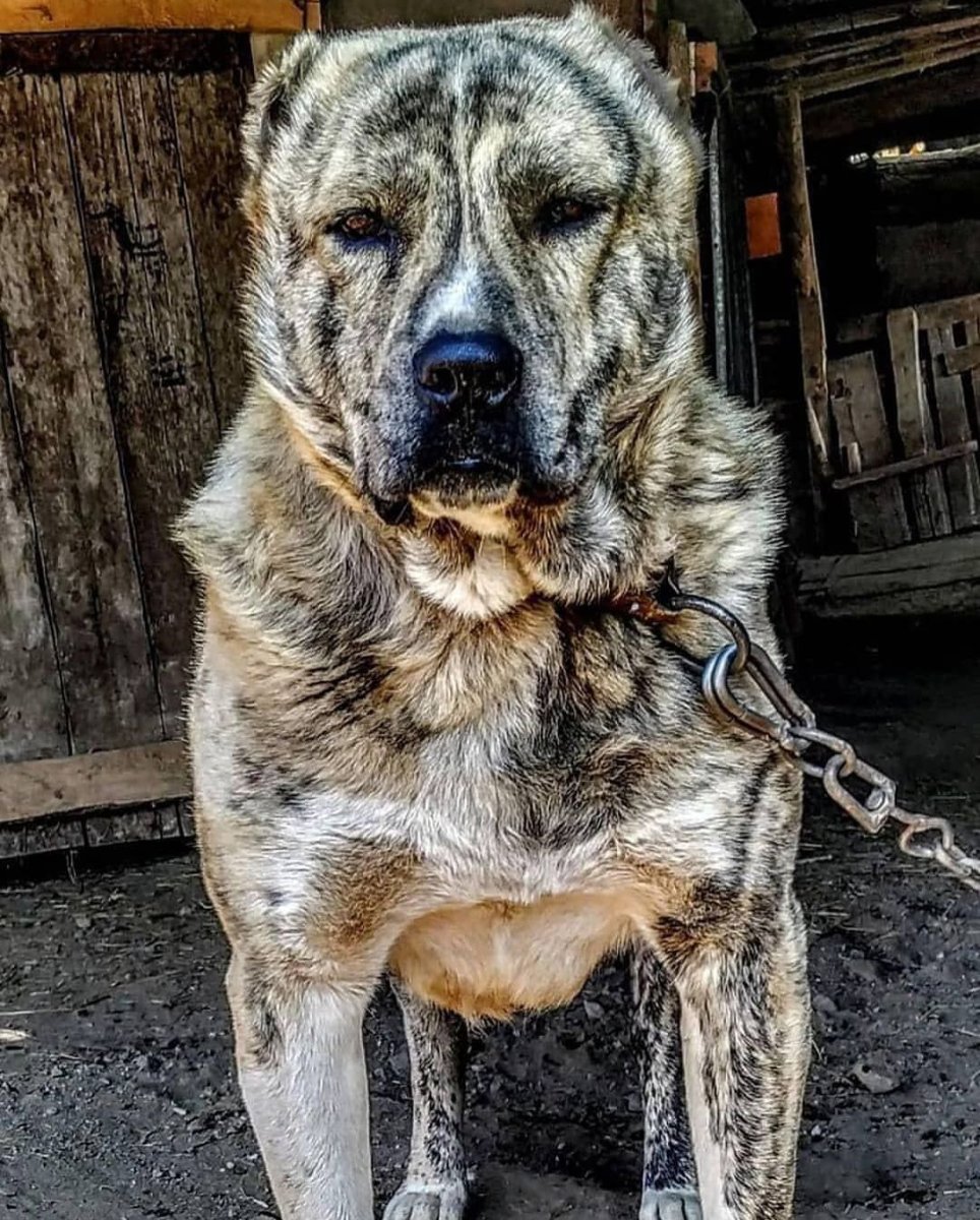 Кавказский волкодав