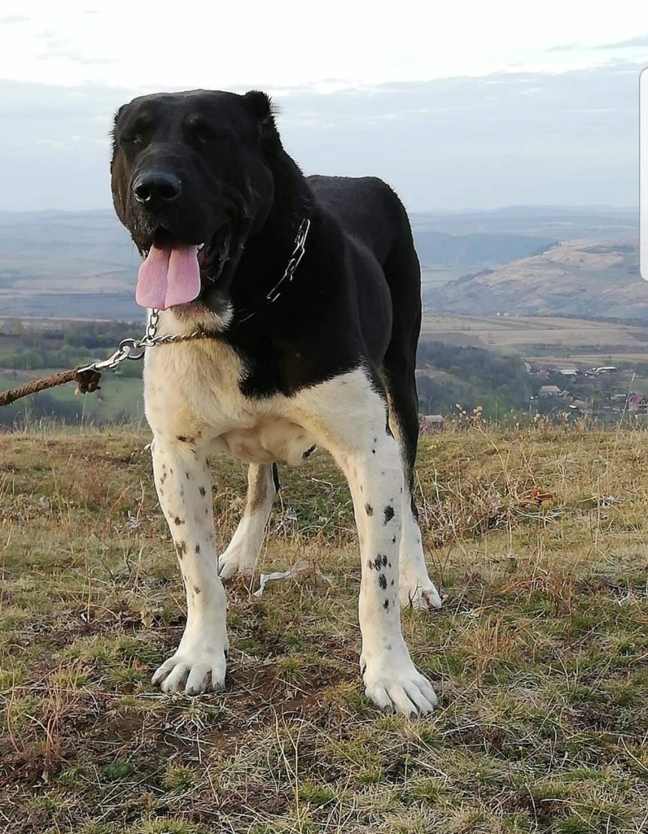 Шотландский волкодав